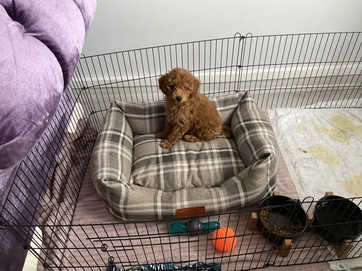Sosyal, Safkan Toy Poodle Erkek 30.12.2025 Doğumlu