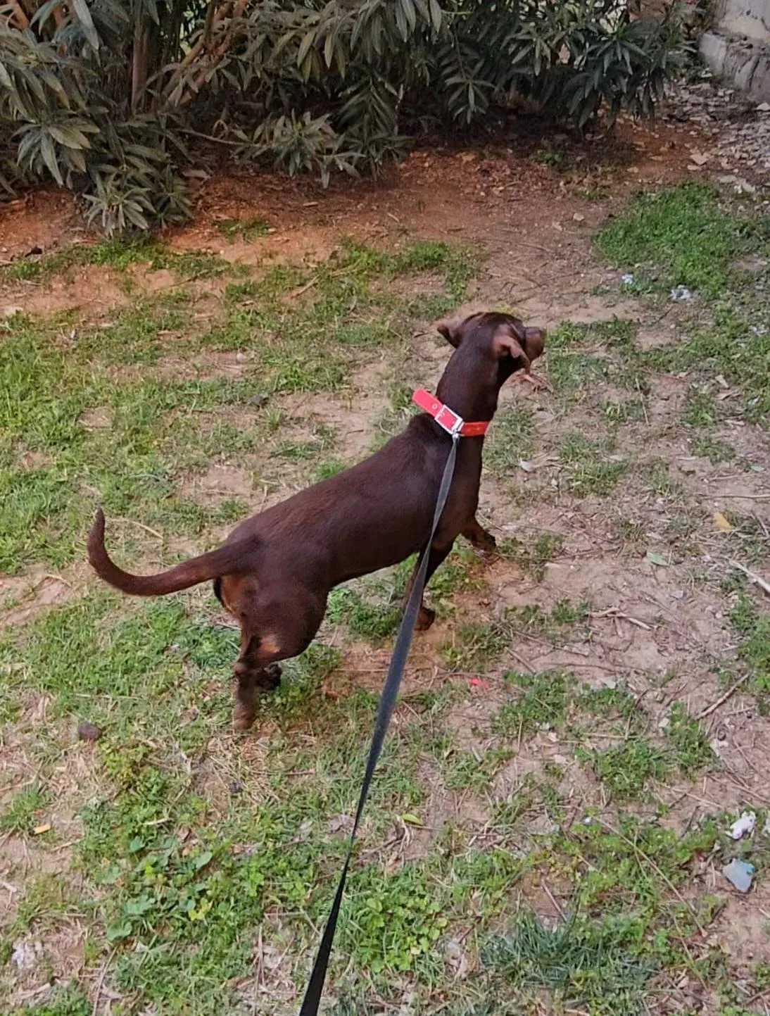 1 yaşında chocolate labrador ve pointer melezi