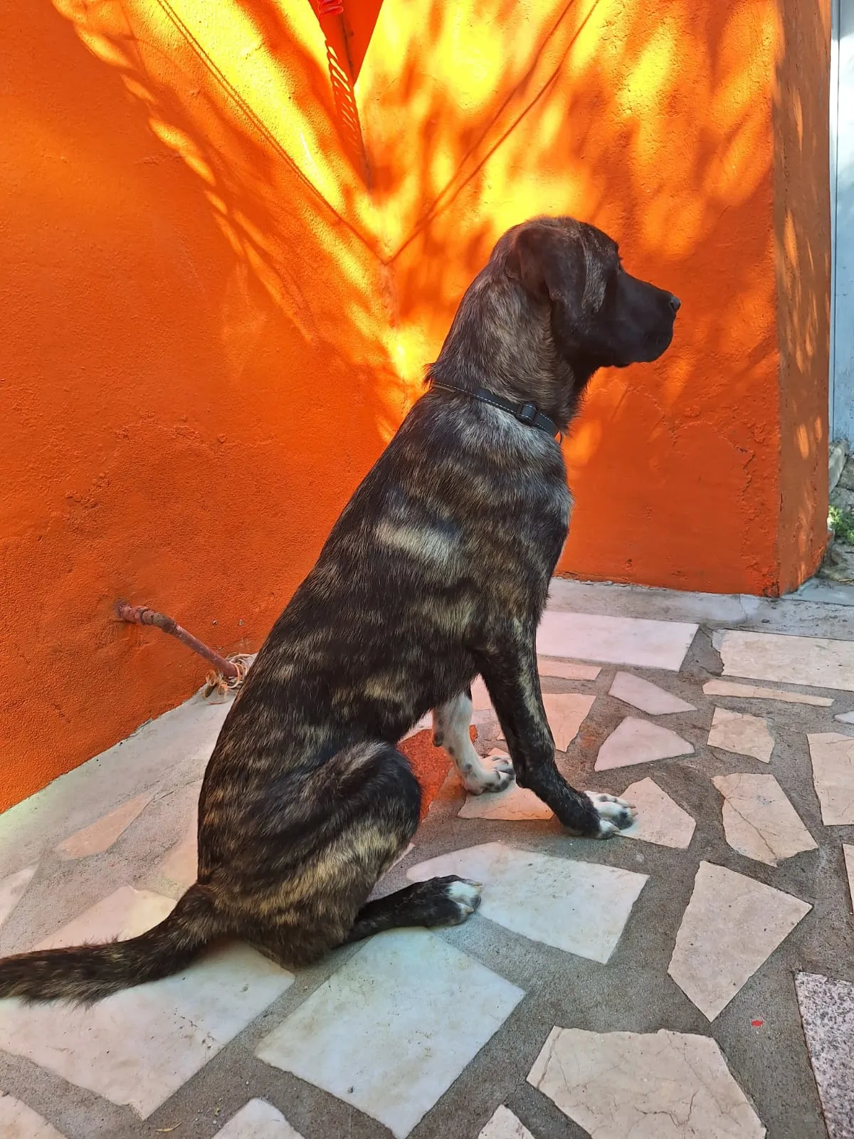 Bir Yaşında Kangal-Presa Canario Melezi