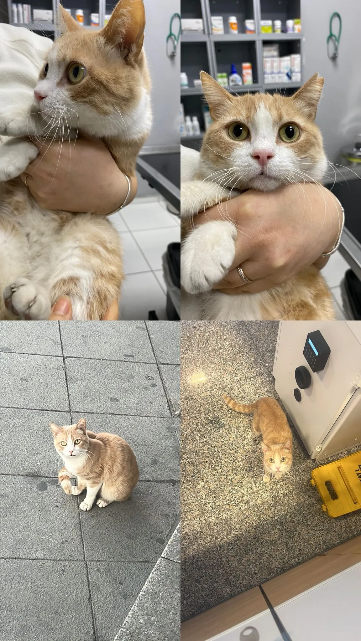 3 PATİLİ MUCİZEYE ACİL YUVA İSTANBUL
