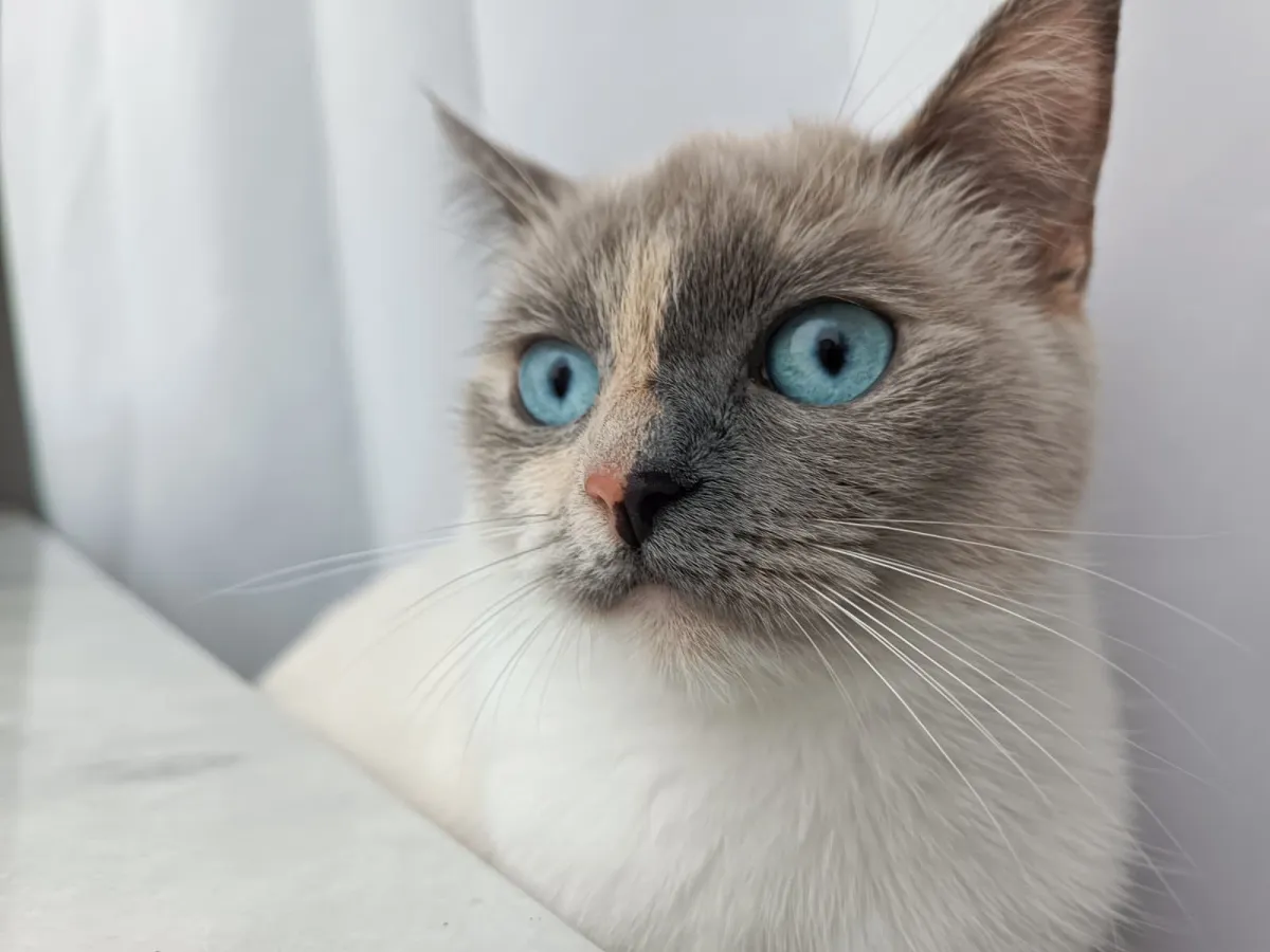 3 yaşında british shorthair kedi sahiplendirme