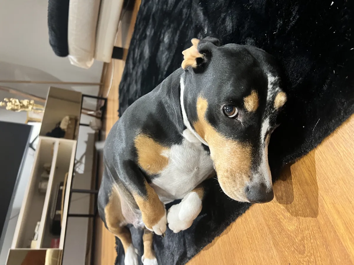 6 yaşında erkek beagle yuva lazım