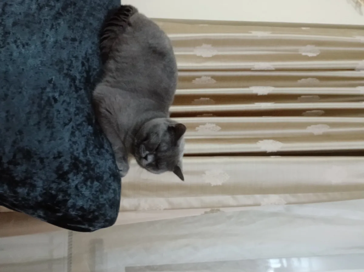 british shorthair sakin kedim
