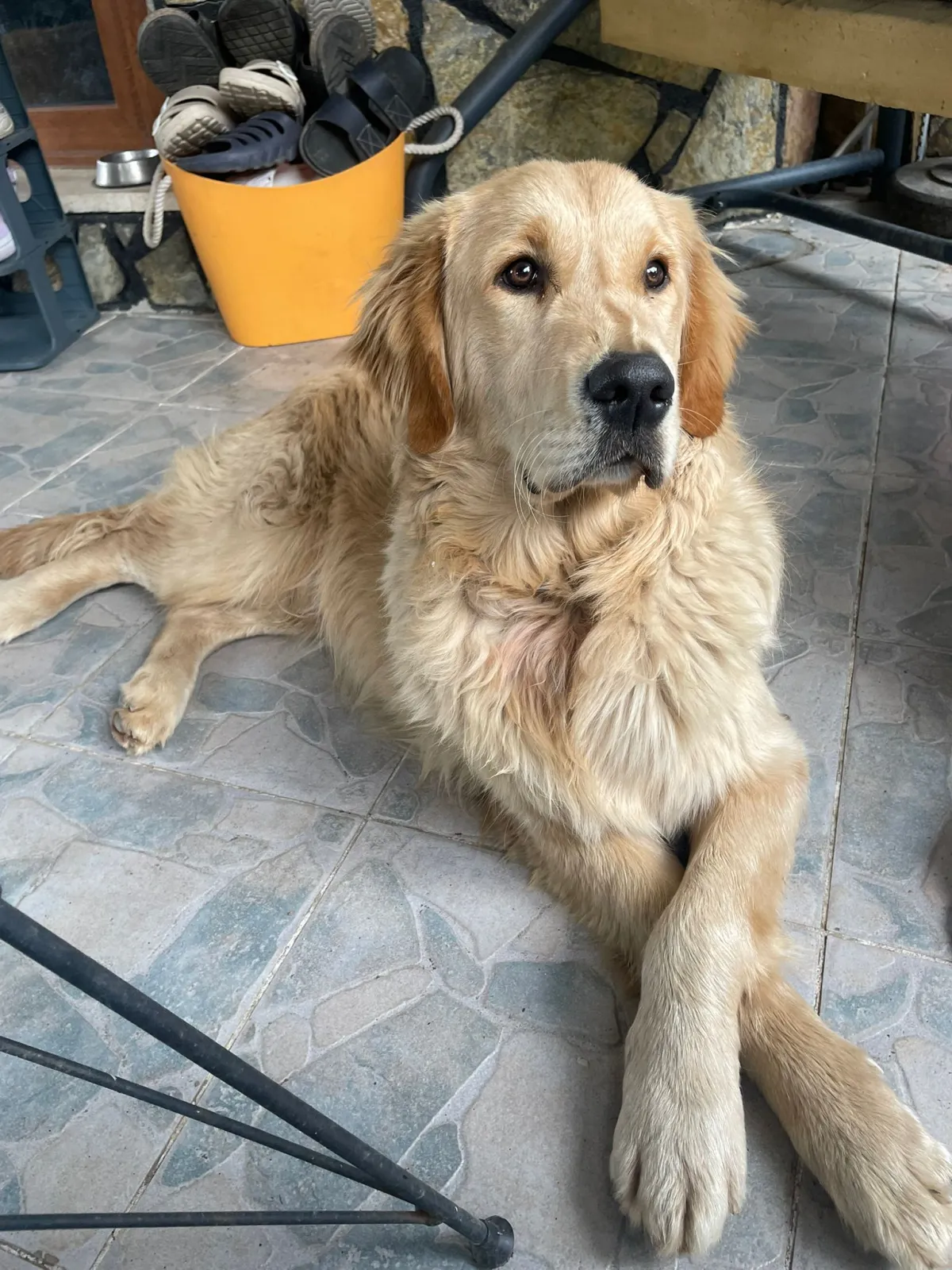 Golden Retriever ACIL YUVA ARIYOR!