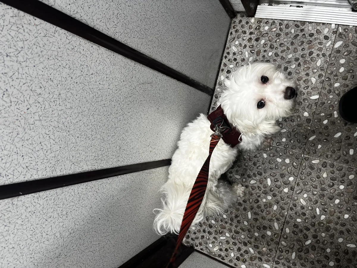 Maltese Terrier