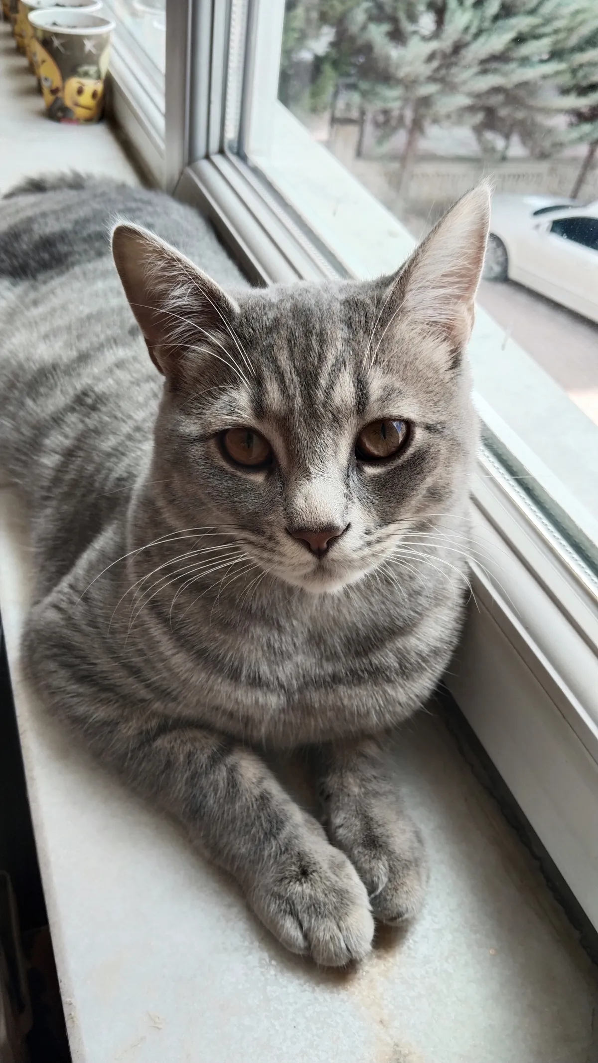 6 Aylık melez kedi