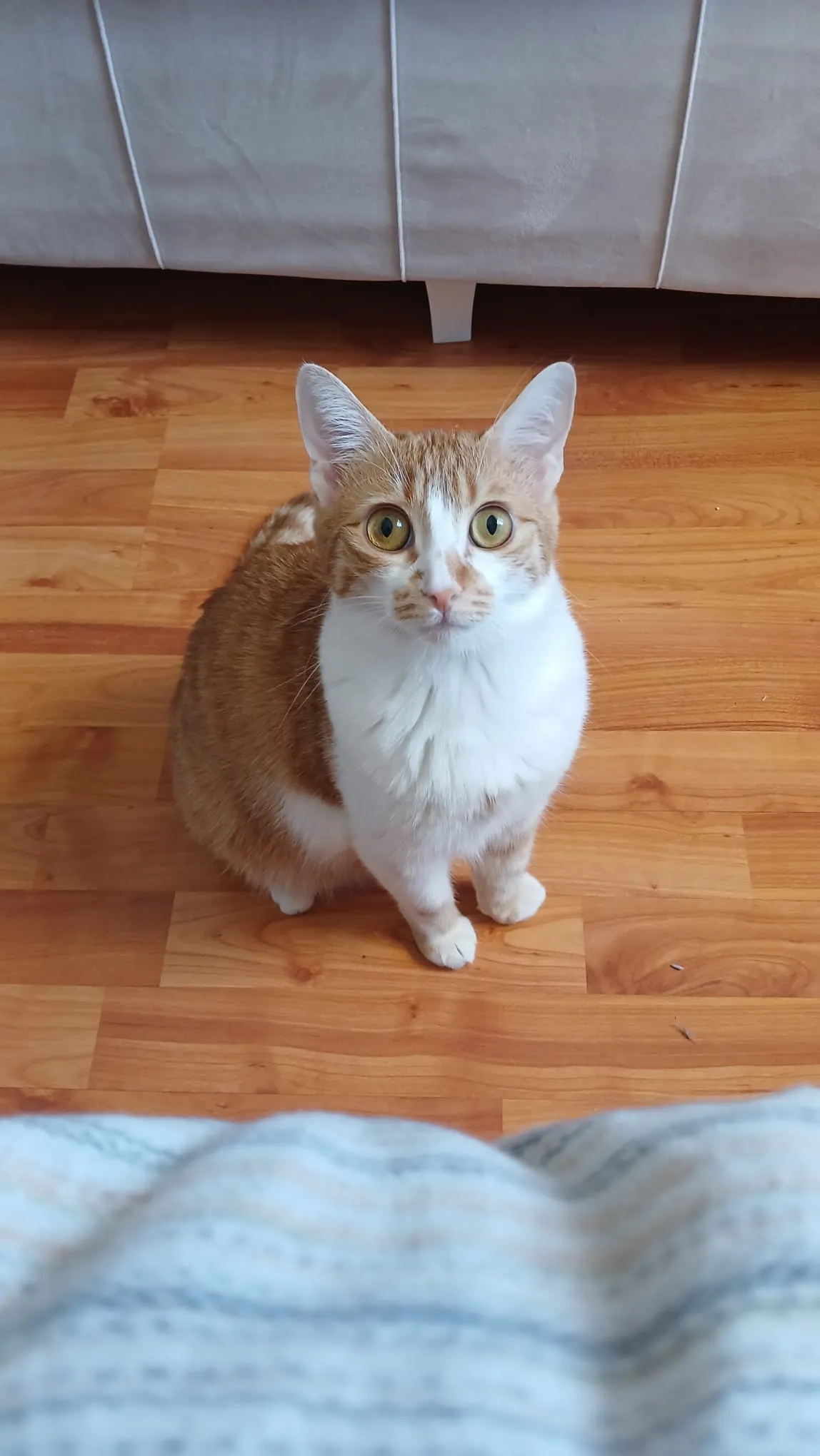 1 buçuk yaşında tekir kedi acil yuva arıyorum